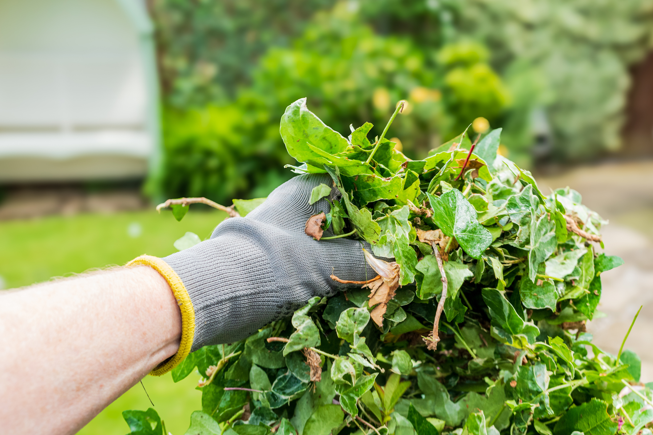 Eine Person mit grauen Schutzhandschuhen hält ein großes Bündel aus frischem, grünem Laub und Zweigen in einem sonnigen Garten vor einem Gartenhaus.