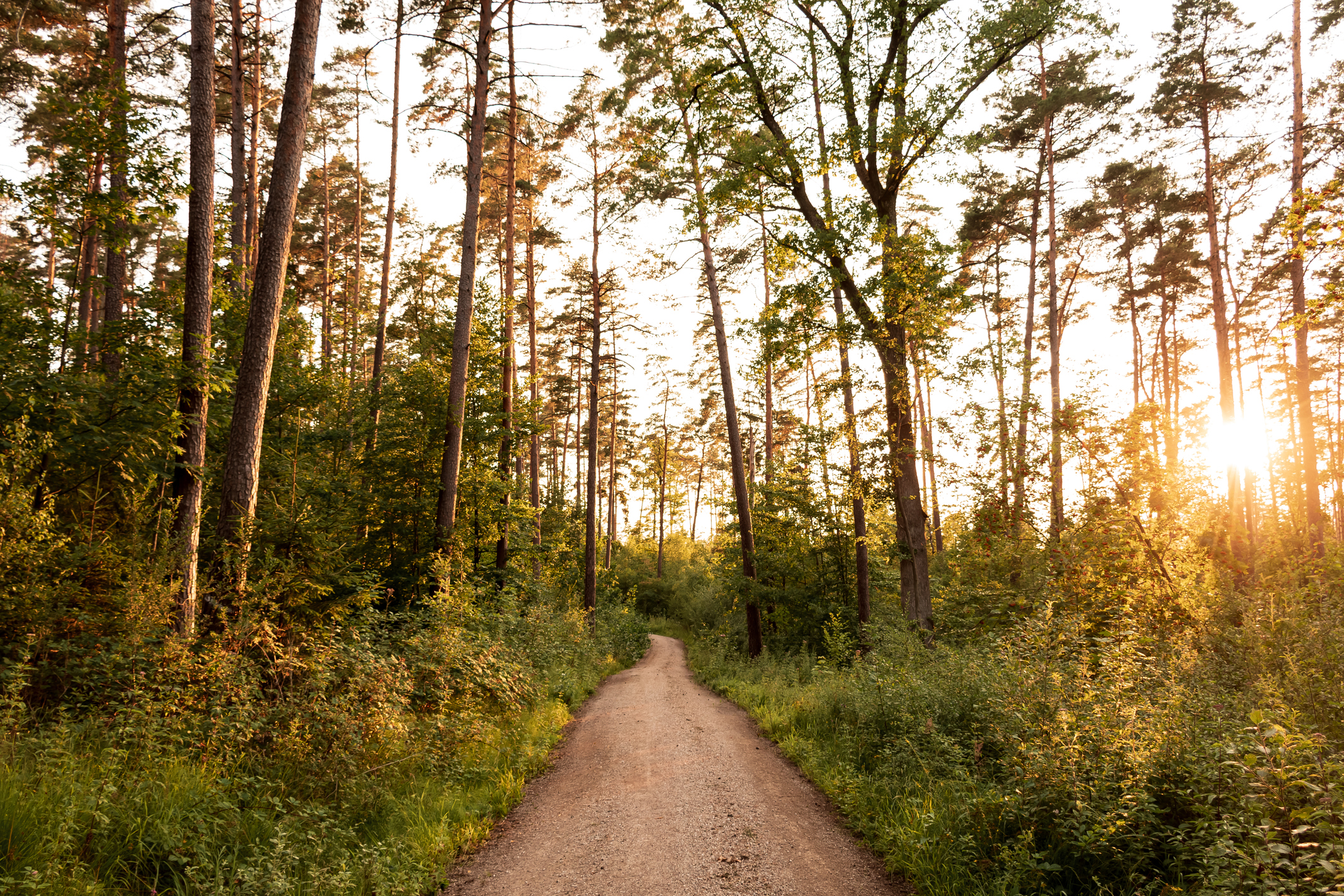 Ein heller Schotterweg führt zentral durch einen dichten Mischwald, während die warme Abendsonne durch die hohen Nadelbäume und das grüne Laub bricht.